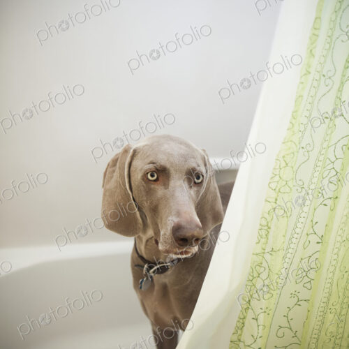 A Weimaraner puppy peering around the shower curtain in a bathroom. A Weimaraner puppy peering around the shower curtain in a bathroom.