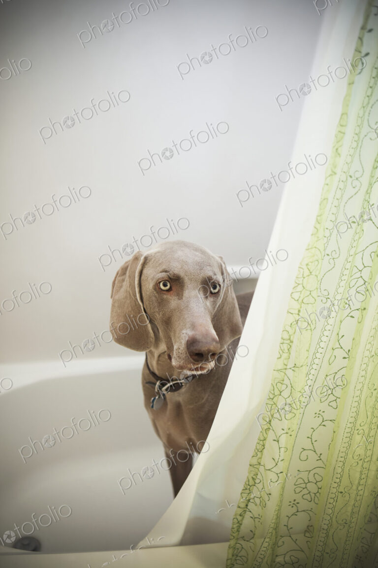 A Weimaraner puppy peering around the shower curtain in a bathroom.