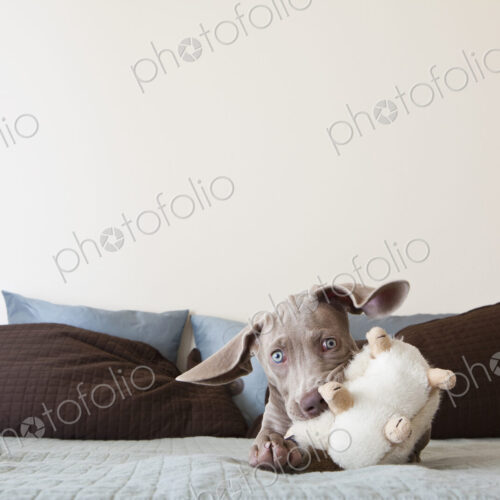 A Weimaraner puppy playing on a bed with stuffed toy in its mouth A Weimaraner puppy playing on a bed with stuffed toy in its mouth