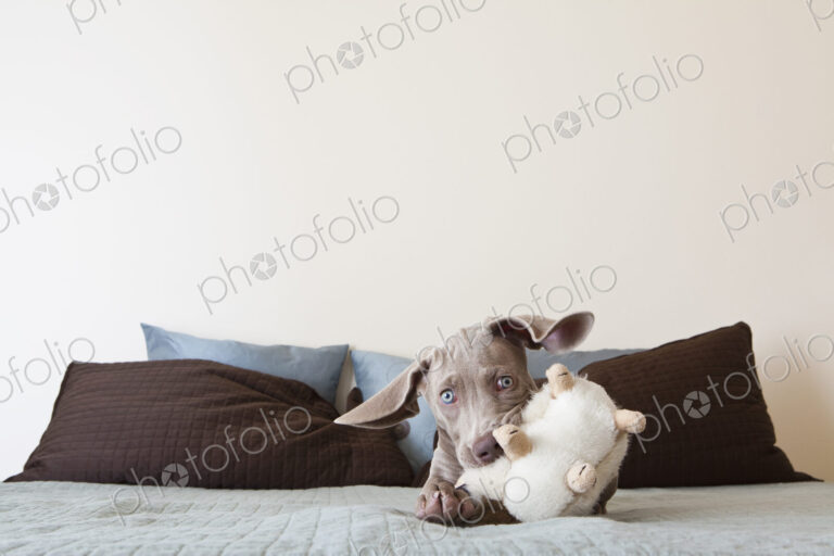 A Weimaraner puppy playing on a bed with stuffed toy in its mouth