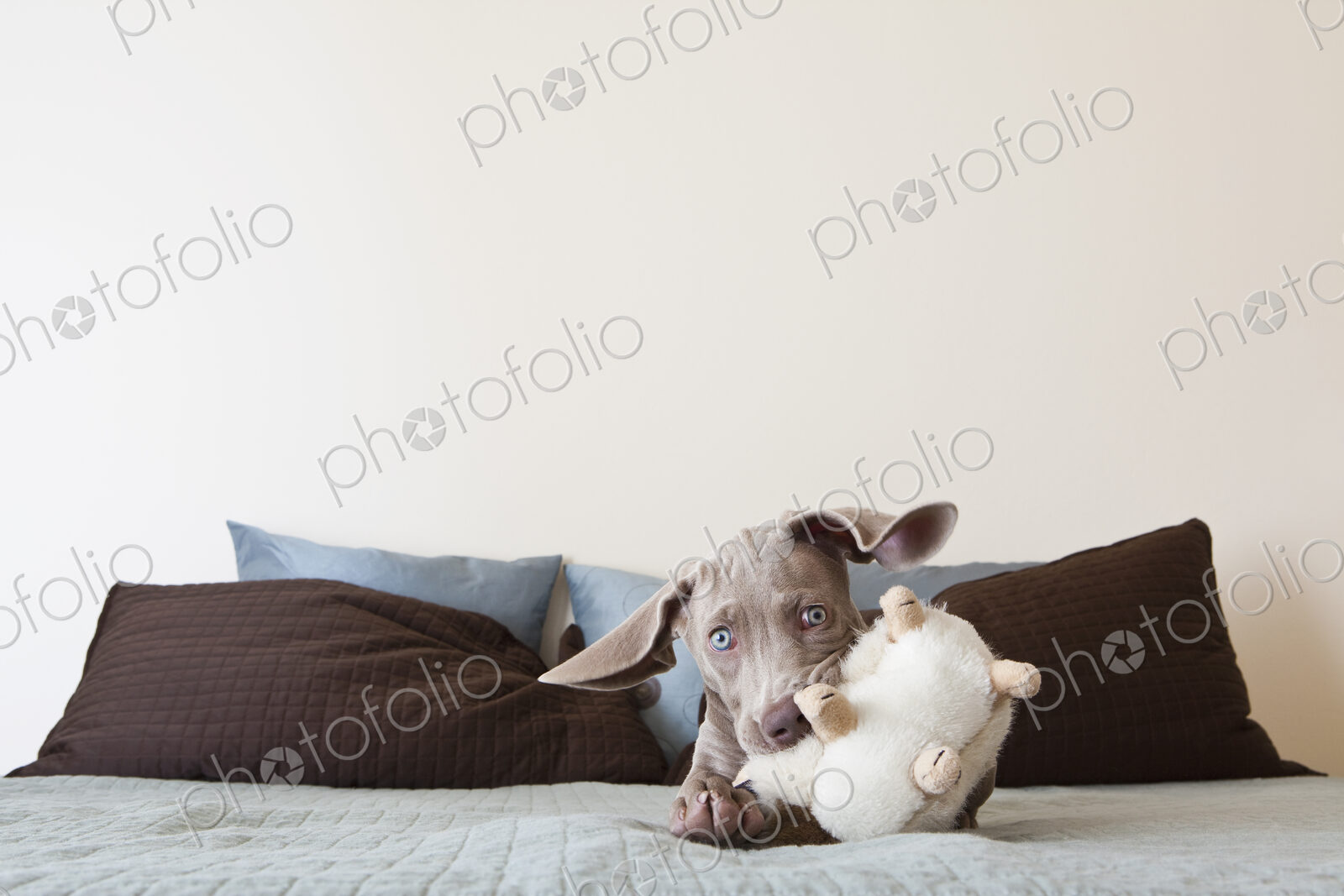 A Weimaraner puppy playing on a bed with stuffed toy in its mouth