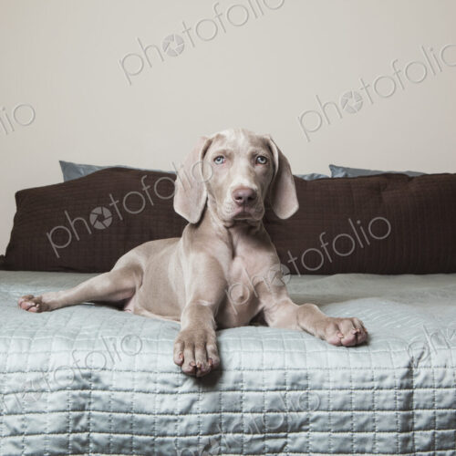 A Weimaraner puppy sitting alert on a bed. A Weimaraner puppy sitting alert on a bed.