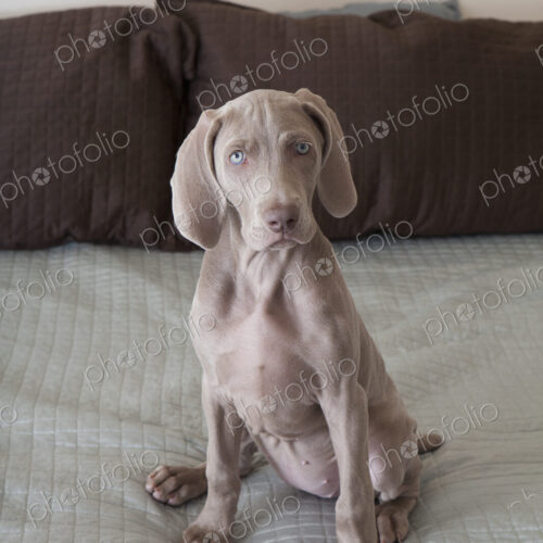 A Weimaraner puppy sitting up on a bed. A Weimaraner puppy sitting up on a bed.