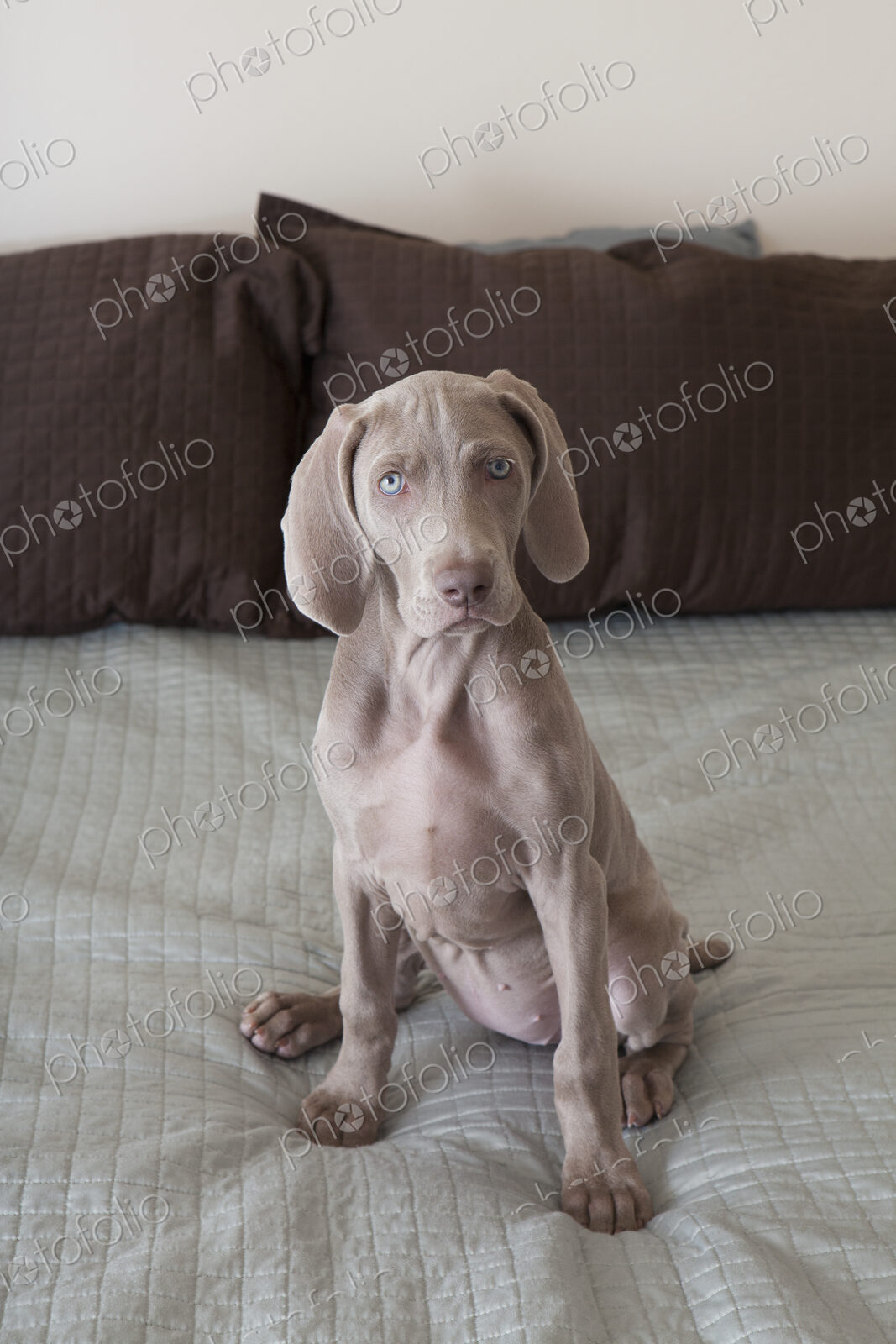 A Weimaraner puppy sitting up on a bed.