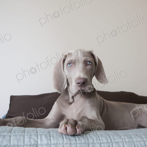 A Weimaraner puppy sitting up on a bed. A Weimaraner puppy sitting up on a bed.