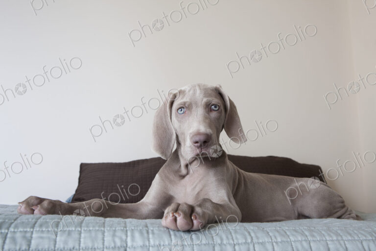 A Weimaraner puppy sitting up on a bed.