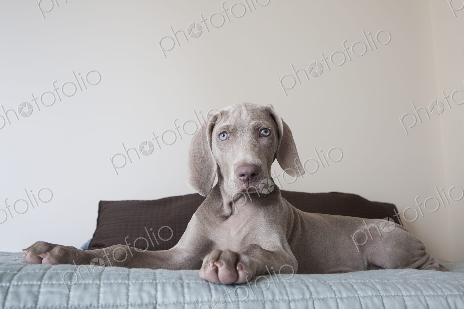A Weimaraner puppy sitting up on a bed.