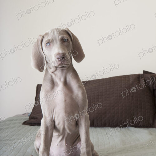 A Weimaraner puppy sitting up on a bed. A Weimaraner puppy sitting up on a bed.