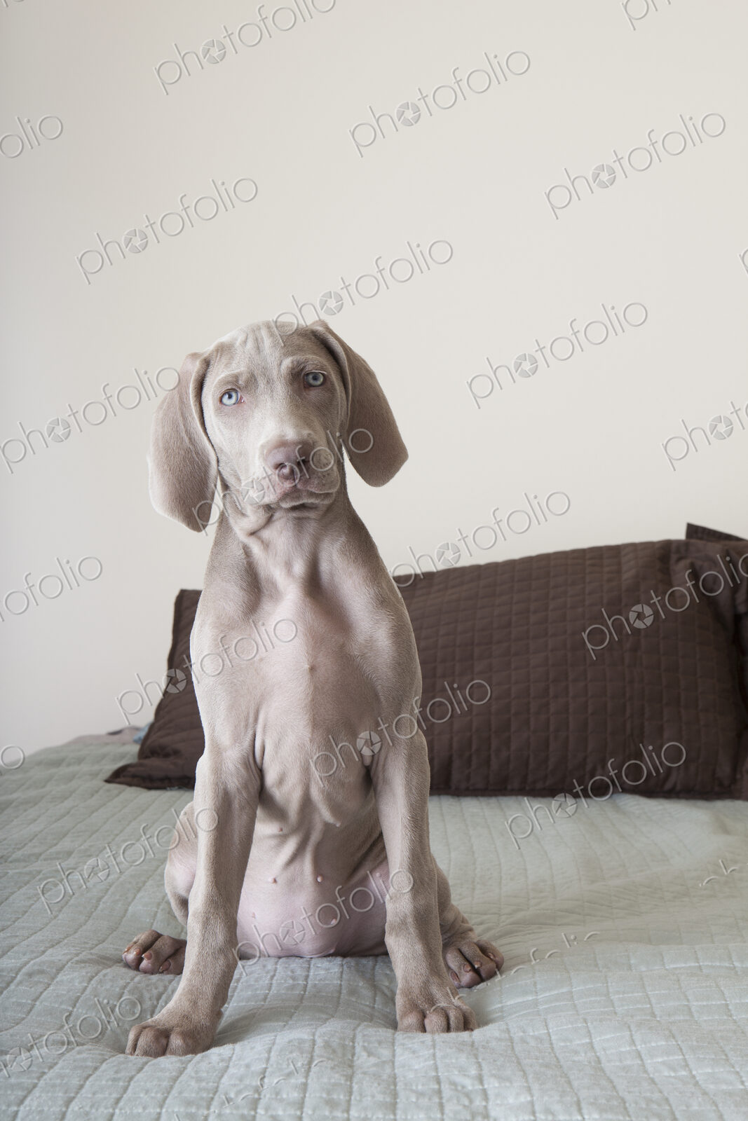 A Weimaraner puppy sitting up on a bed.