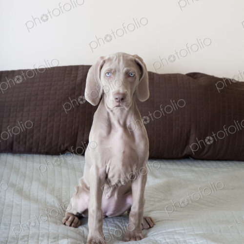 A Weimaraner puppy sitting up on a bed A Weimaraner puppy sitting up on a bed