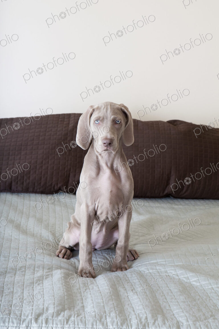A Weimaraner puppy sitting up on a bed