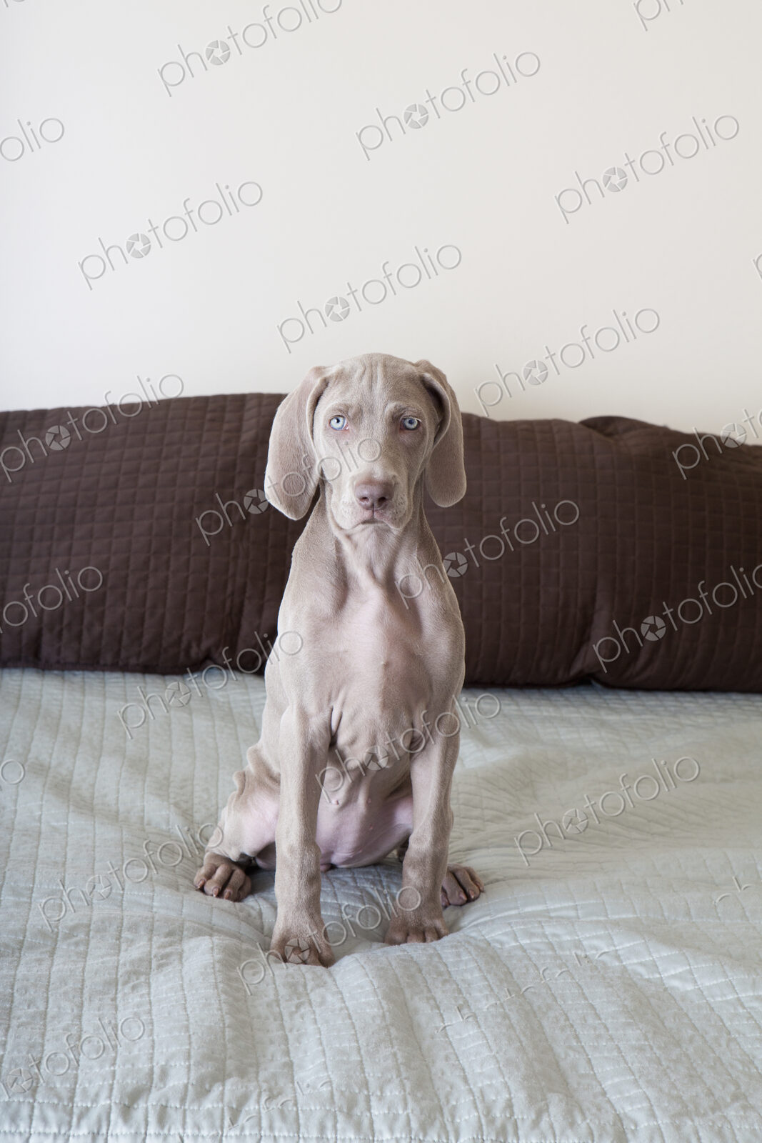 A Weimaraner puppy sitting up on a bed