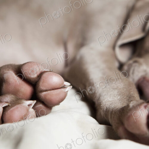 A Weimaraner puppy sleeping on a bed. A Weimaraner puppy sleeping on a bed.