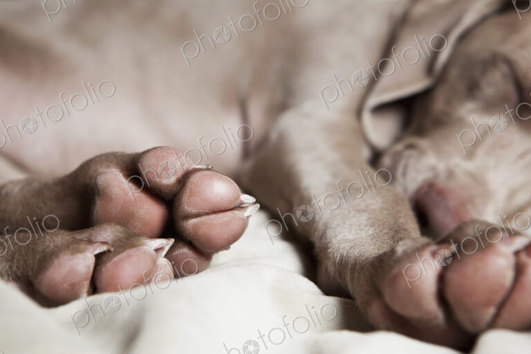 A Weimaraner puppy sleeping on a bed.