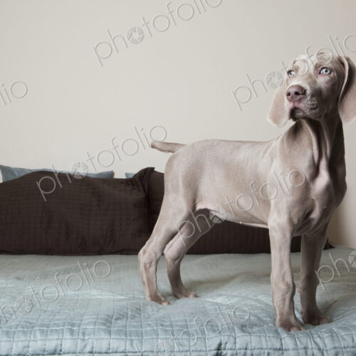 A Weimaraner puppy standing up on a bed looking around. A Weimaraner puppy standing up on a bed looking around.
