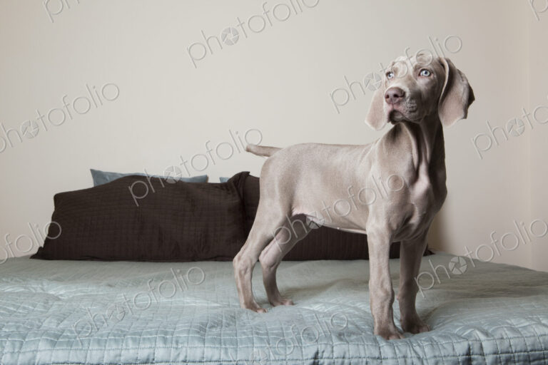 A Weimaraner puppy standing up on a bed looking around.