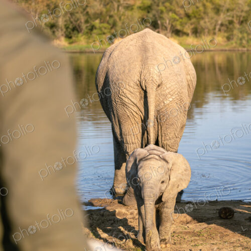 A baby elephant, Loxodonta africana, at a watering hole with its mother. A baby elephant, Loxodonta africana, at a watering hole with its mother.