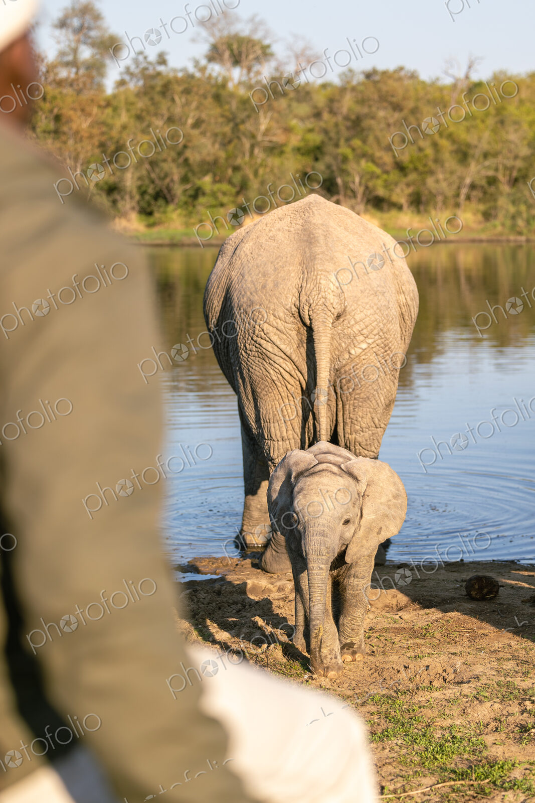 A baby elephant, Loxodonta africana, at a watering hole with its mother.