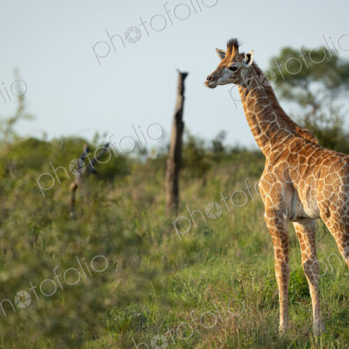 A baby giraffe, Giraffa, with its umbilical cord still attached. A baby giraffe, Giraffa, with its umbilical cord still attached.