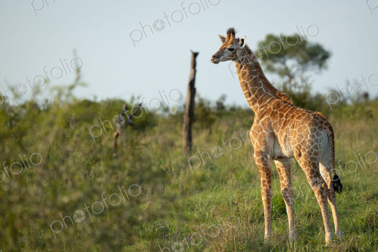 A baby giraffe, Giraffa, with its umbilical cord still attached.