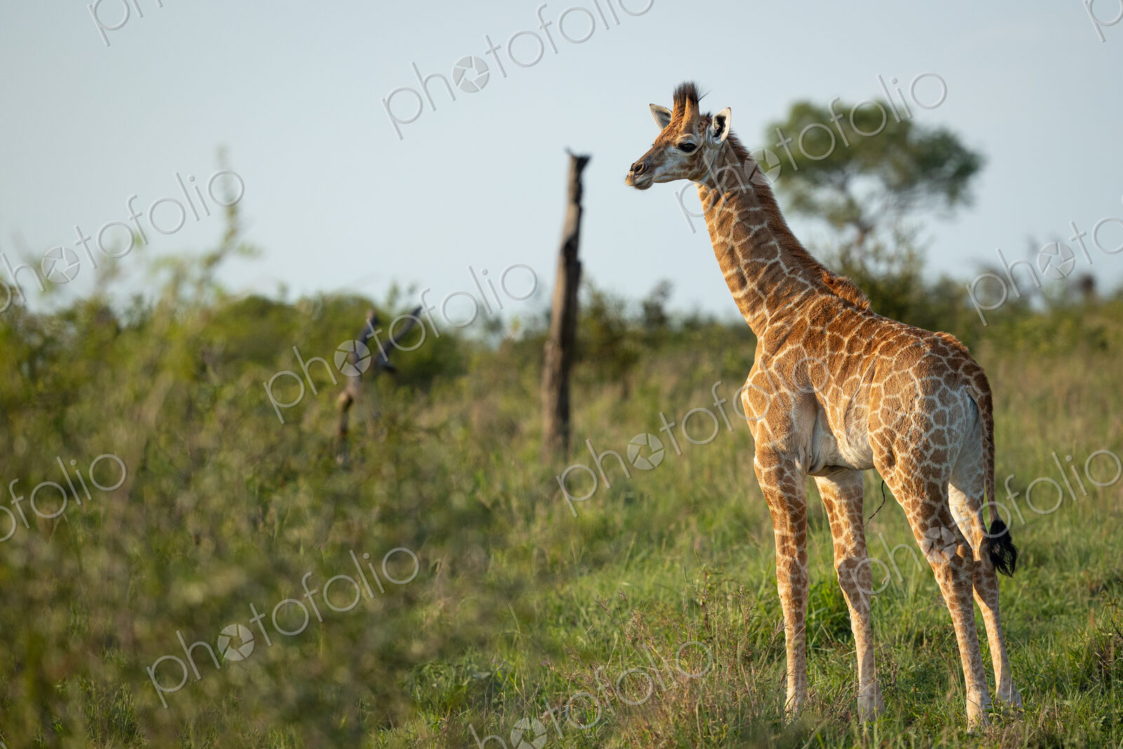 A baby giraffe, Giraffa, with its umbilical cord still attached.