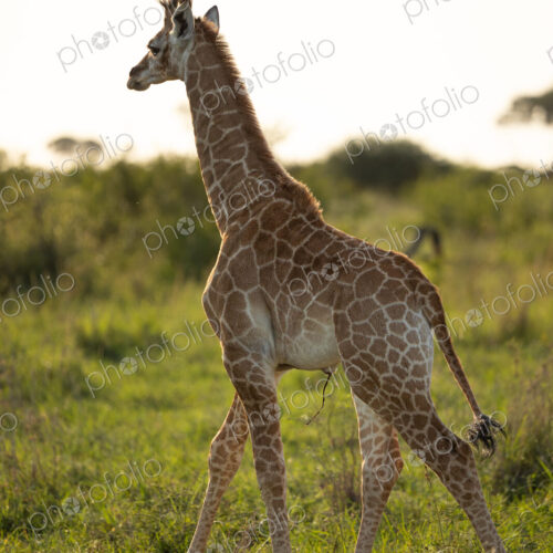 A baby giraffe, Giraffa, with its umbilical cord still attached. A baby giraffe, Giraffa, with its umbilical cord still attached.