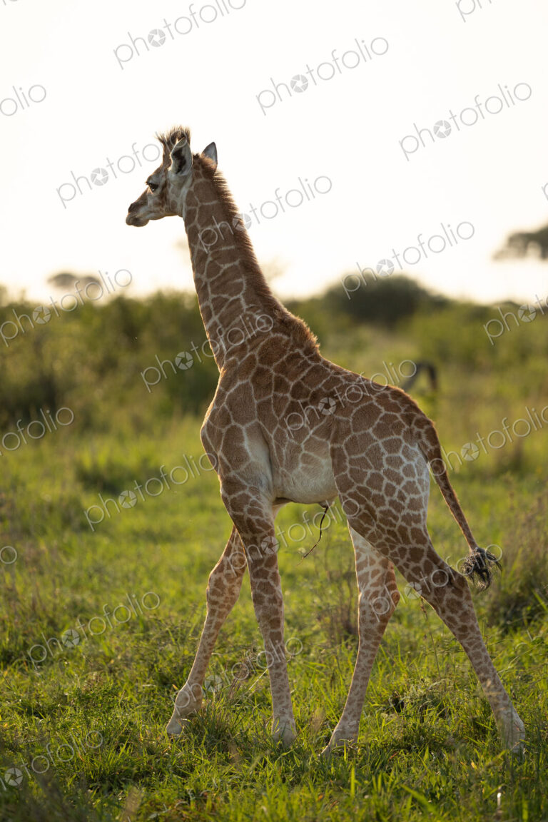 A baby giraffe, Giraffa, with its umbilical cord still attached.