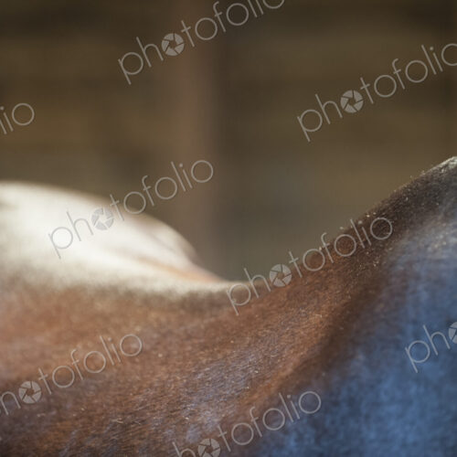 A bay horse. The neck, withers and curve of the back. A bay horse. The neck, withers and curve of the back.