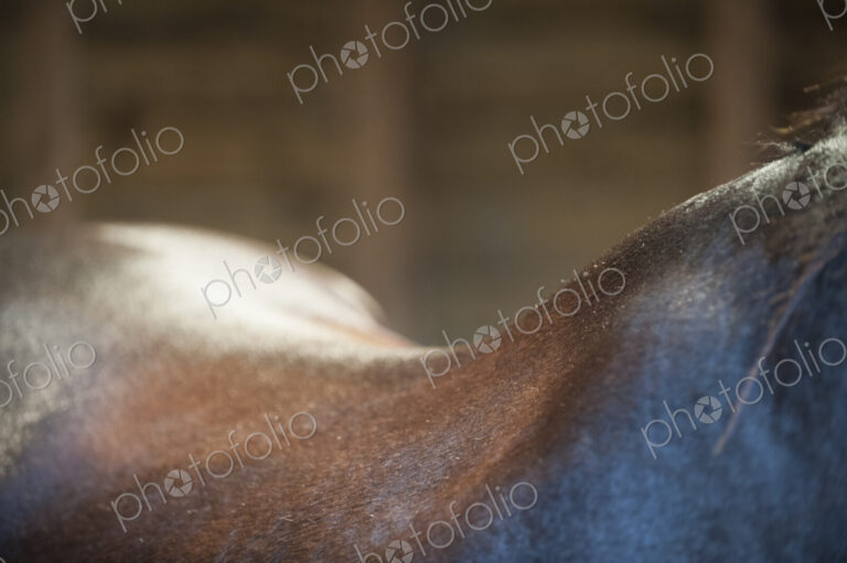 A bay horse. The neck, withers and curve of the back.