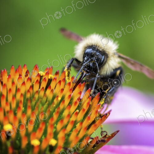A bee feasting on the pollen of a flower with orange stamens. A bee feasting on the pollen of a flower with orange stamens.