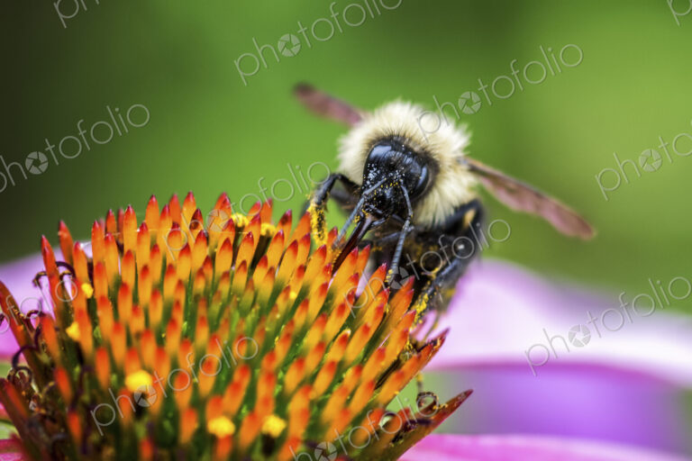 A bee feasting on the pollen of a flower with orange stamens.