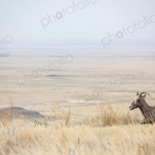 A bighorn sheep rests in golden prairie grass as the wide plains fade into the…