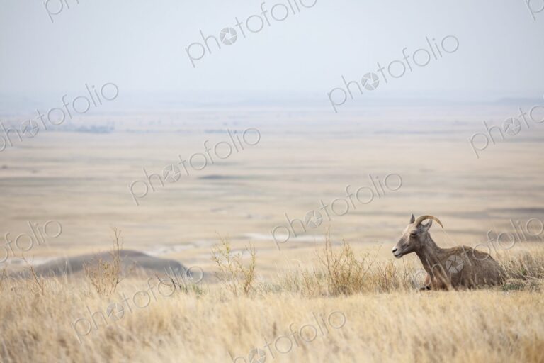 A bighorn sheep rests in golden prairie grass as the wide plains fade into the…