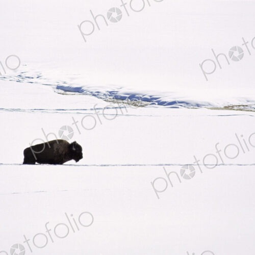 A bison in the snow. The American bison, the American buffalo. A single animal, in a… A bison in the snow. The American bison, the American buffalo. A single animal, in a…