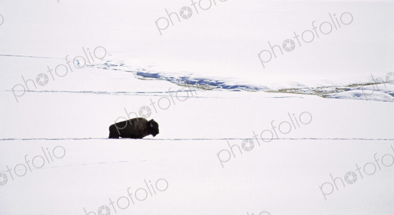 A bison in the snow. The American bison, the American buffalo. A single animal, in a…