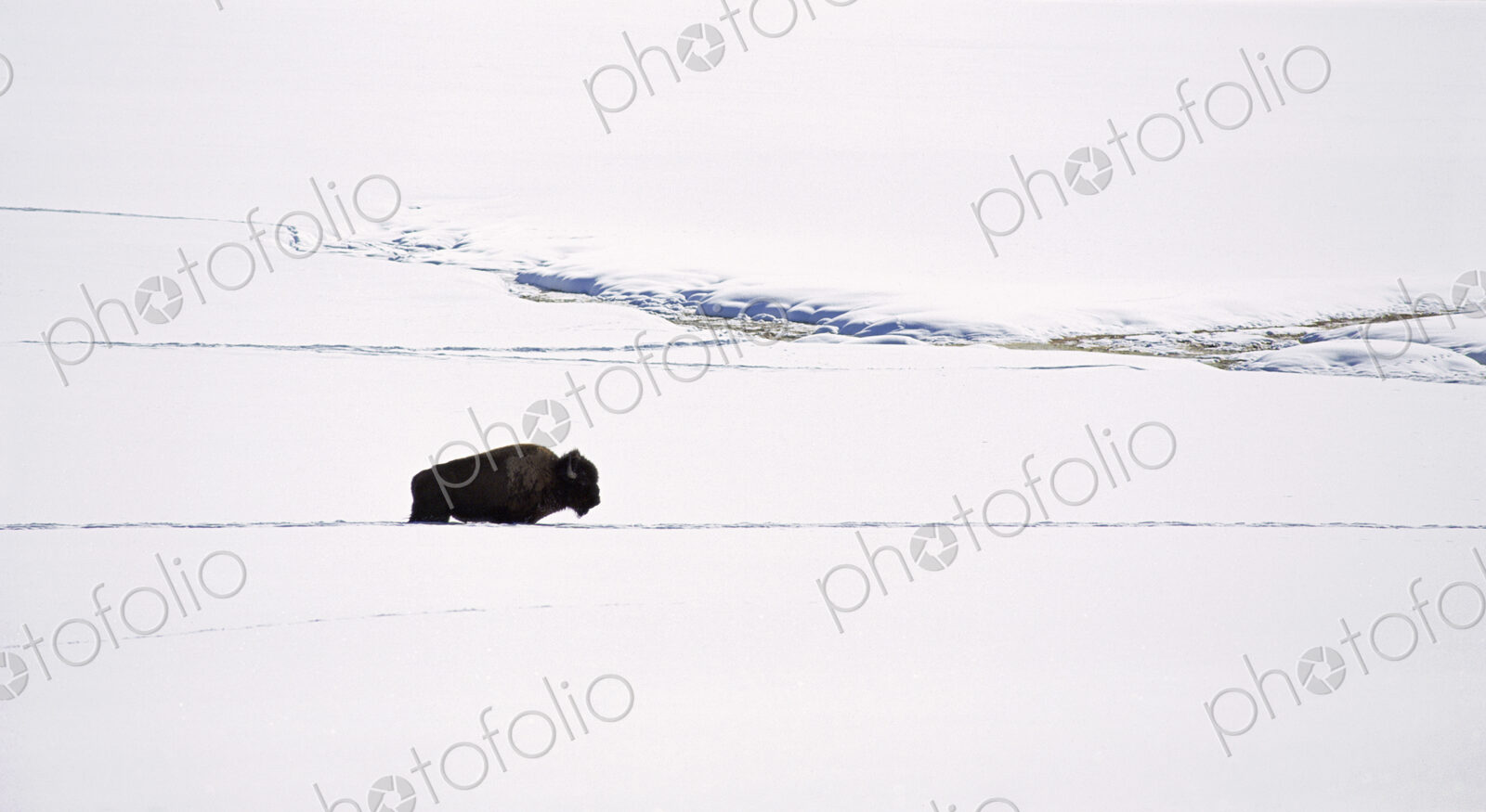 A bison in the snow. The American bison, the American buffalo. A single animal, in a…