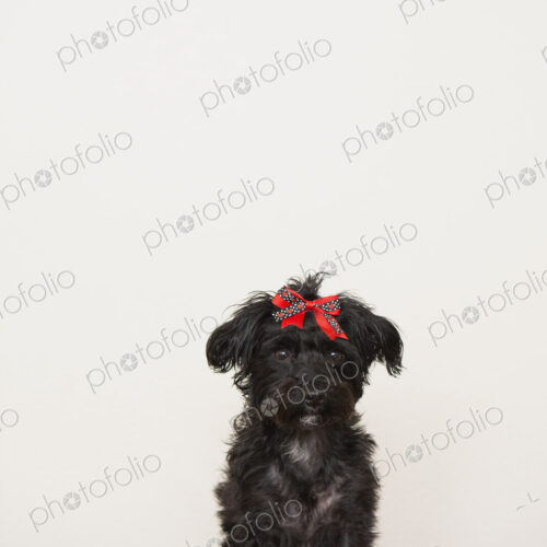 A black dog, a pet with a red bow on its head.