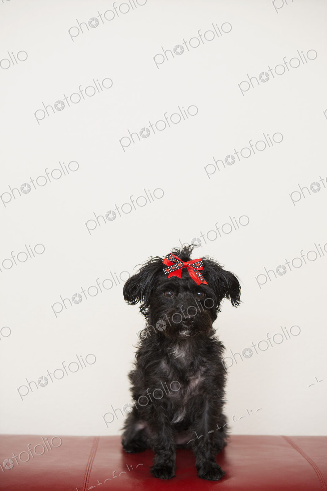 A black dog, a pet with a red bow on its head.