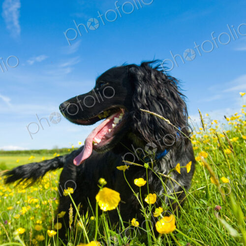 A black dog in long grass. A black dog in long grass.