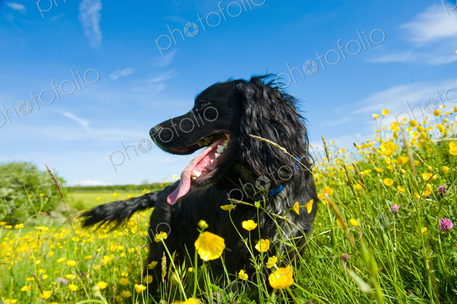 A black dog in long grass.