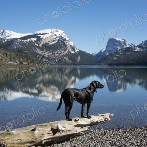 A black labrador dog A black labrador dog