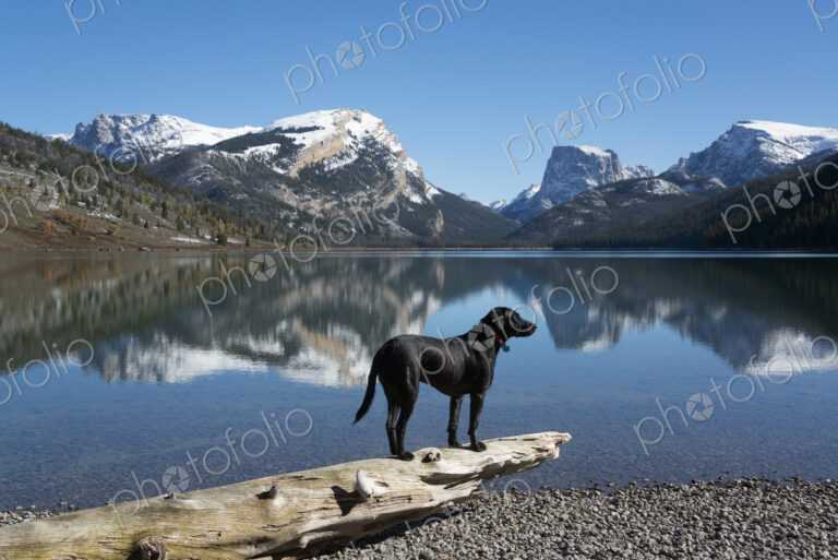 A black labrador dog
