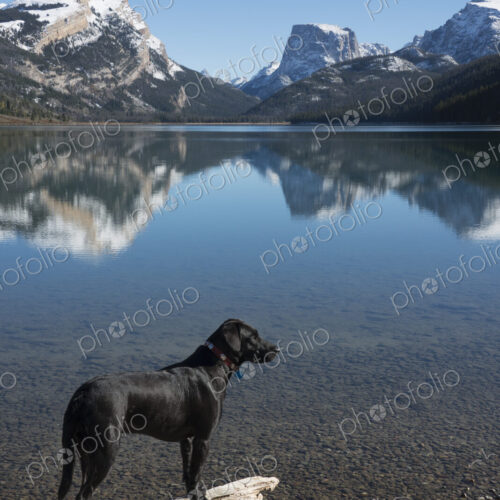 A black labrador dog