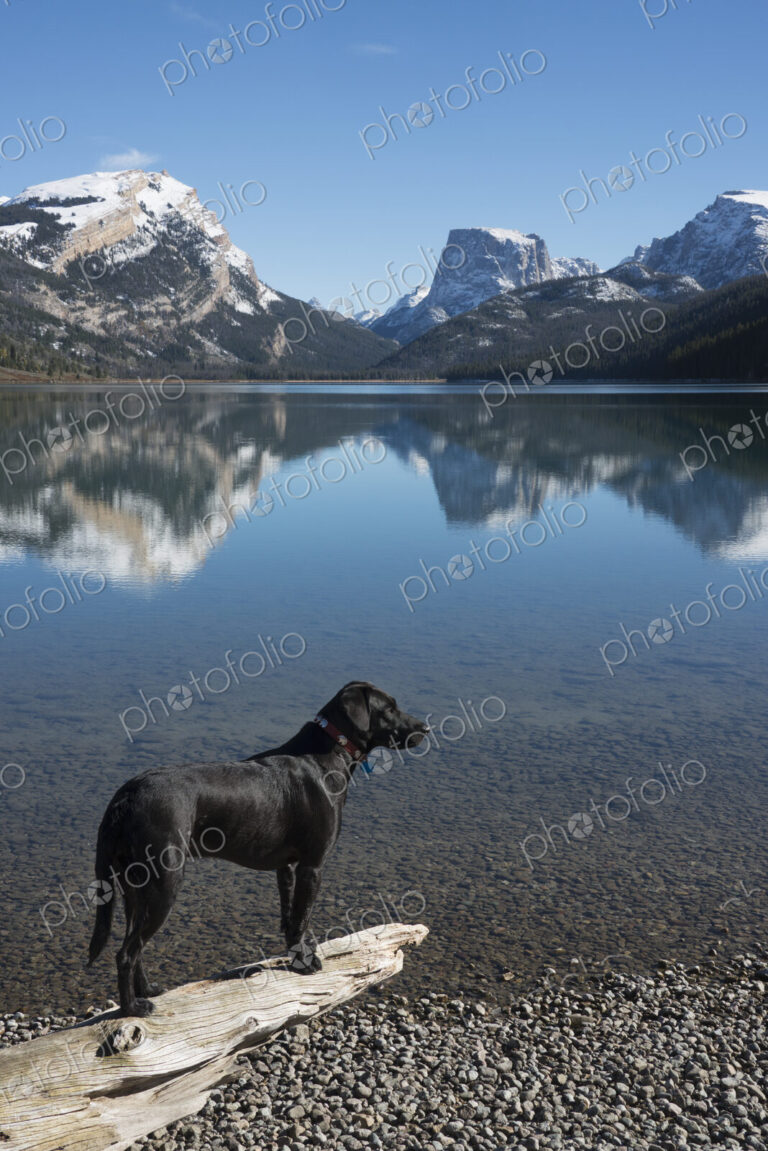 A black labrador dog