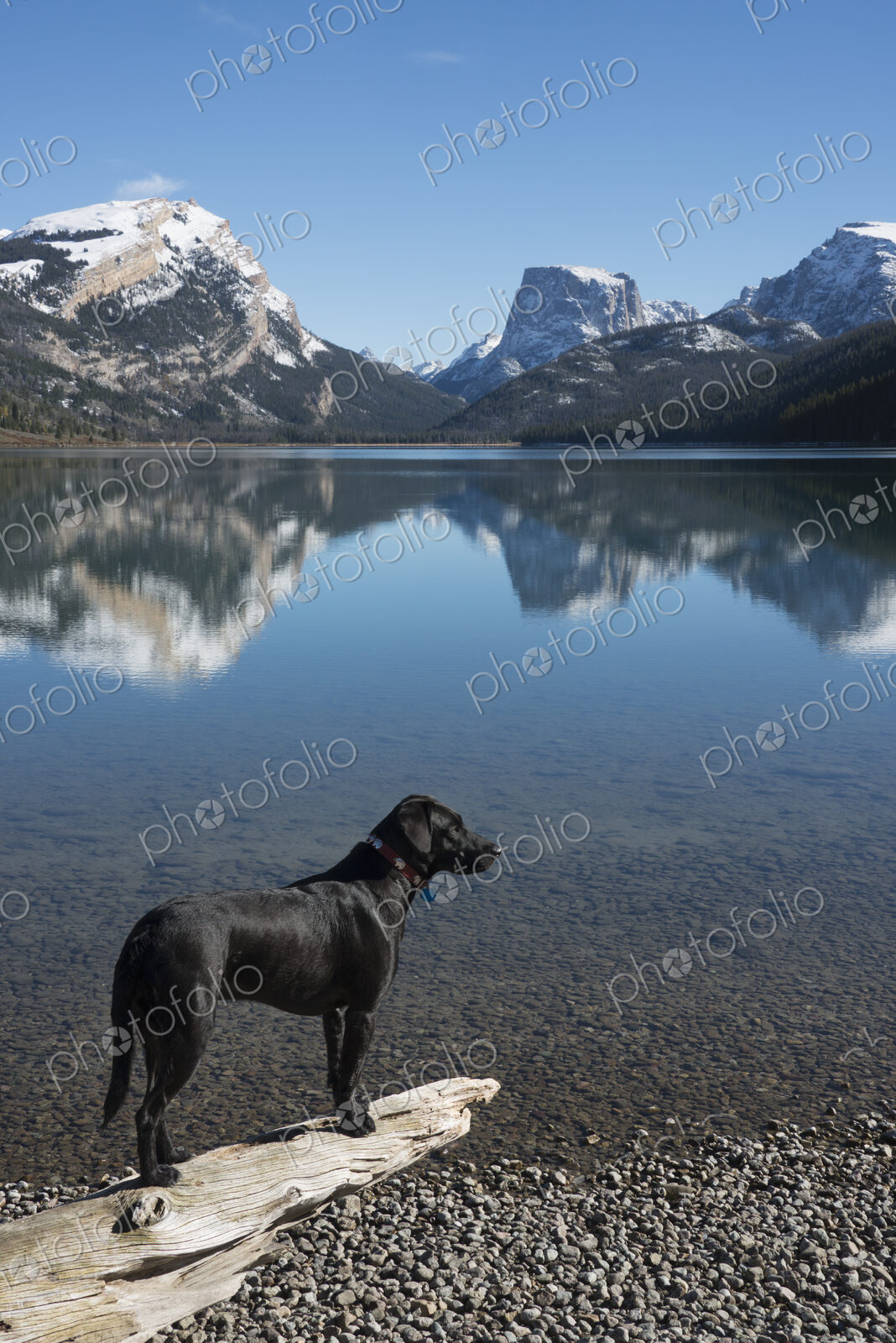 A black labrador dog