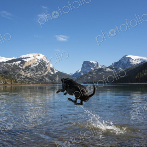 A black labrador dog A black labrador dog