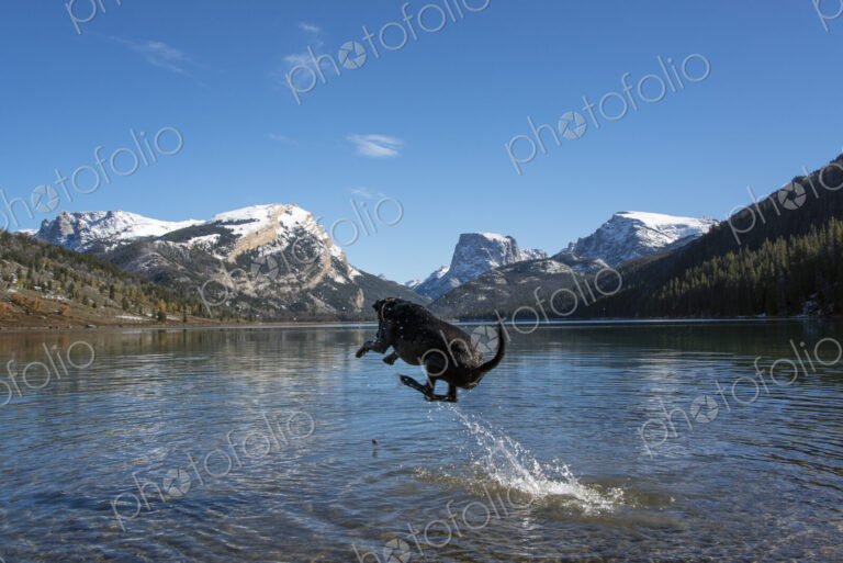 A black labrador dog