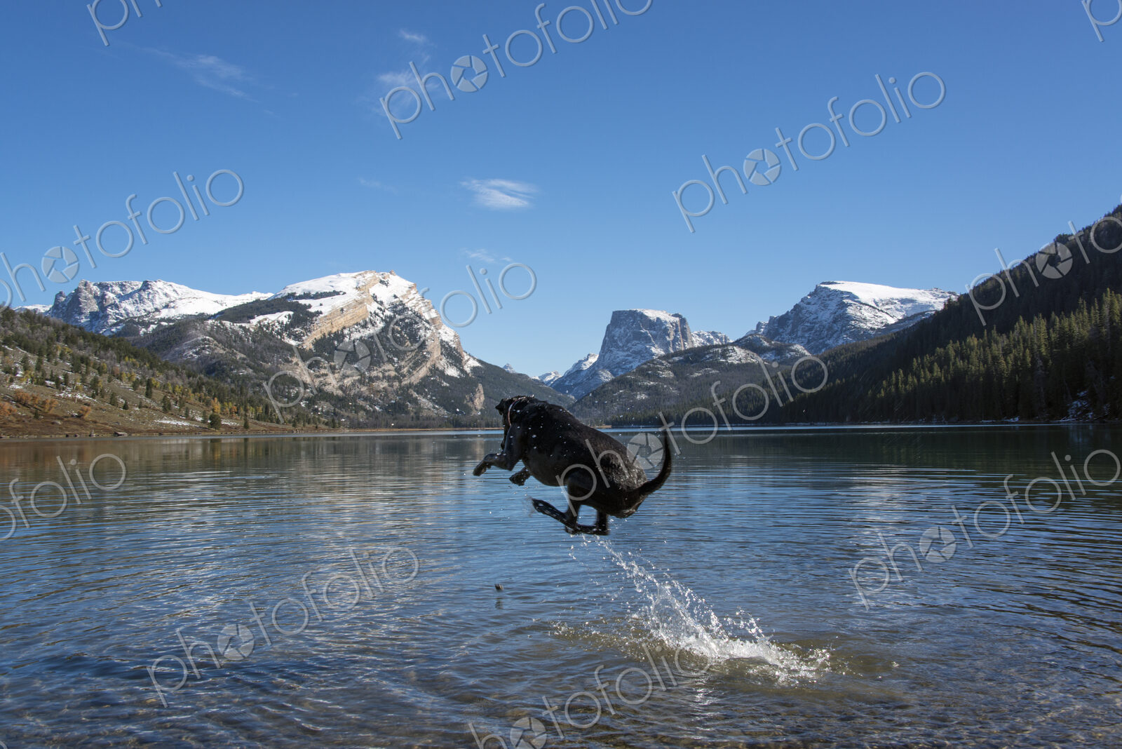A black labrador dog
