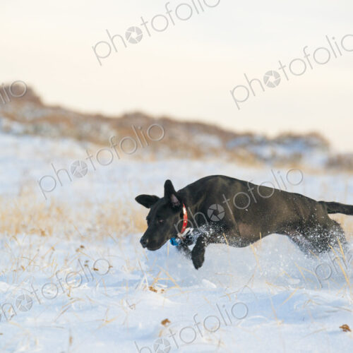 A black labrador dog