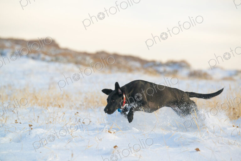 A black labrador dog